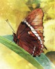 Butterfly Affirmations Κάρτες Μαντείας
